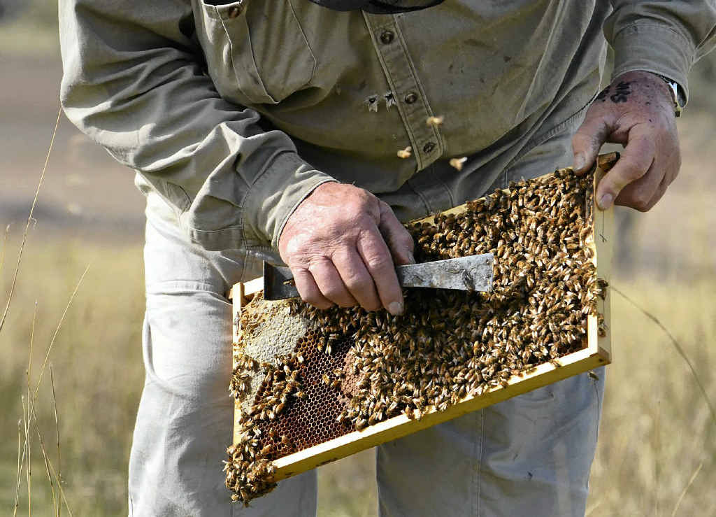 HANDS ON: Of course you get stung says Ray and it still hurts, but it’s not a common occurrence. HANDS ON: Of course you get stung says Ray and it still hurts, but it’s not a common occurrence.